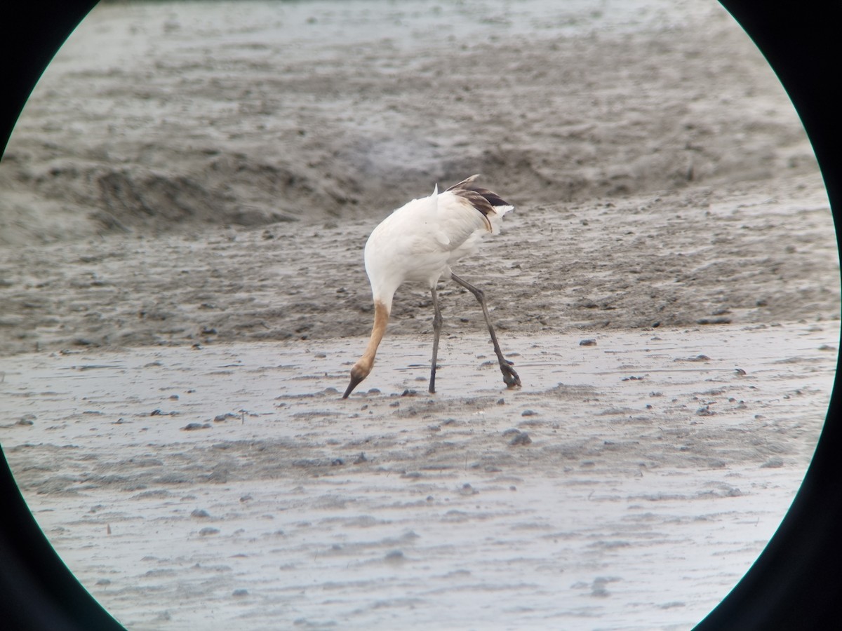 Red-crowned Crane - ML644607813