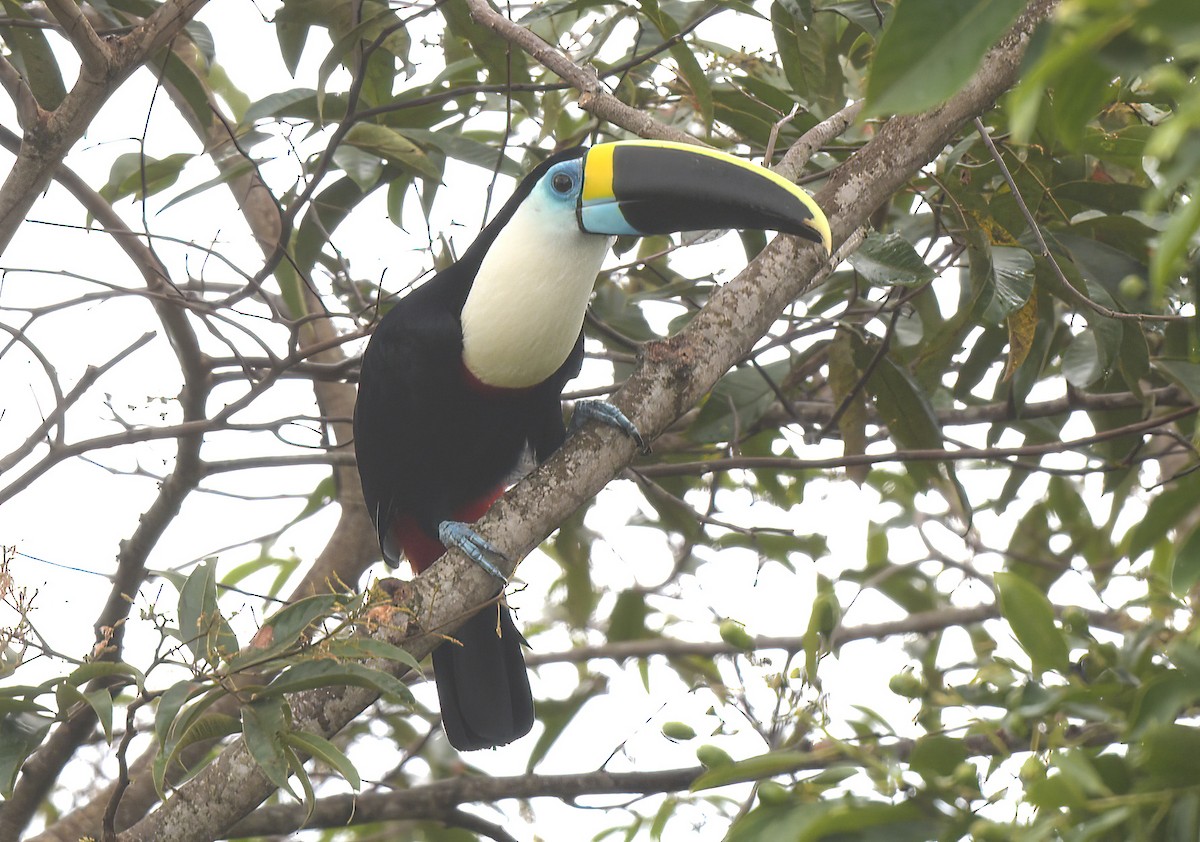 White-throated Toucan - ML644607821