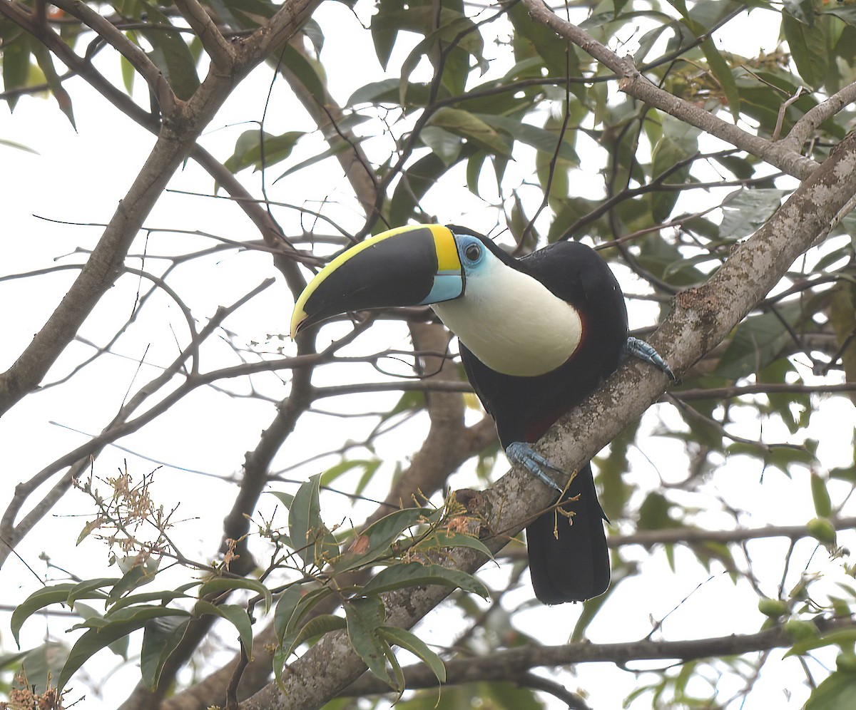 White-throated Toucan - ML644607822