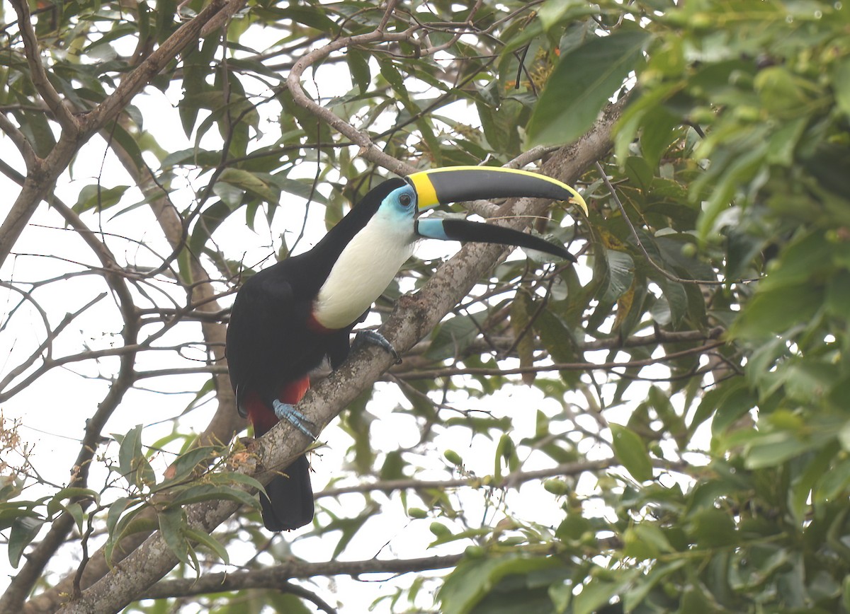 White-throated Toucan - ML644607824