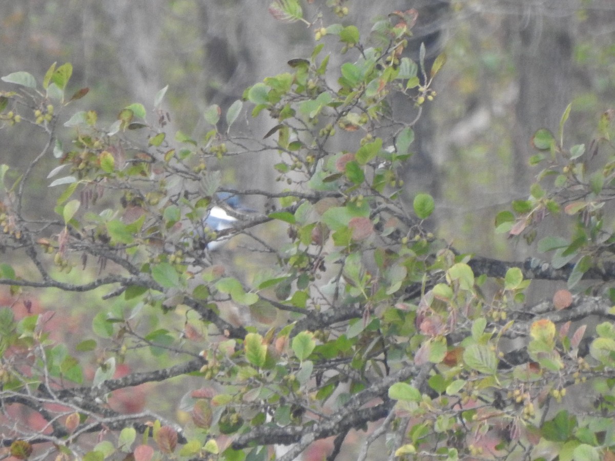 Martin-pêcheur d'Amérique - ML644607827