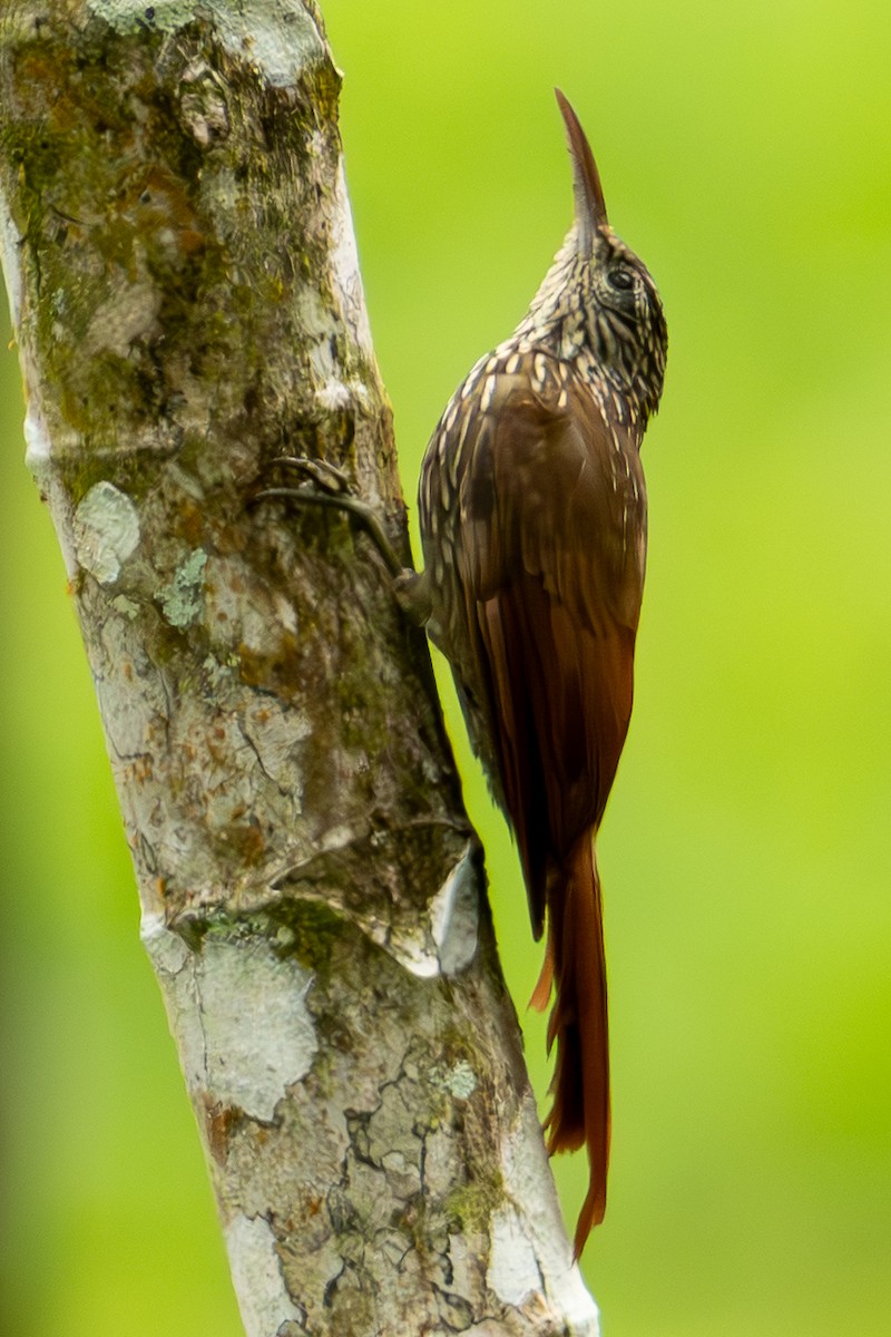 Streak-headed Woodcreeper - ML644607832