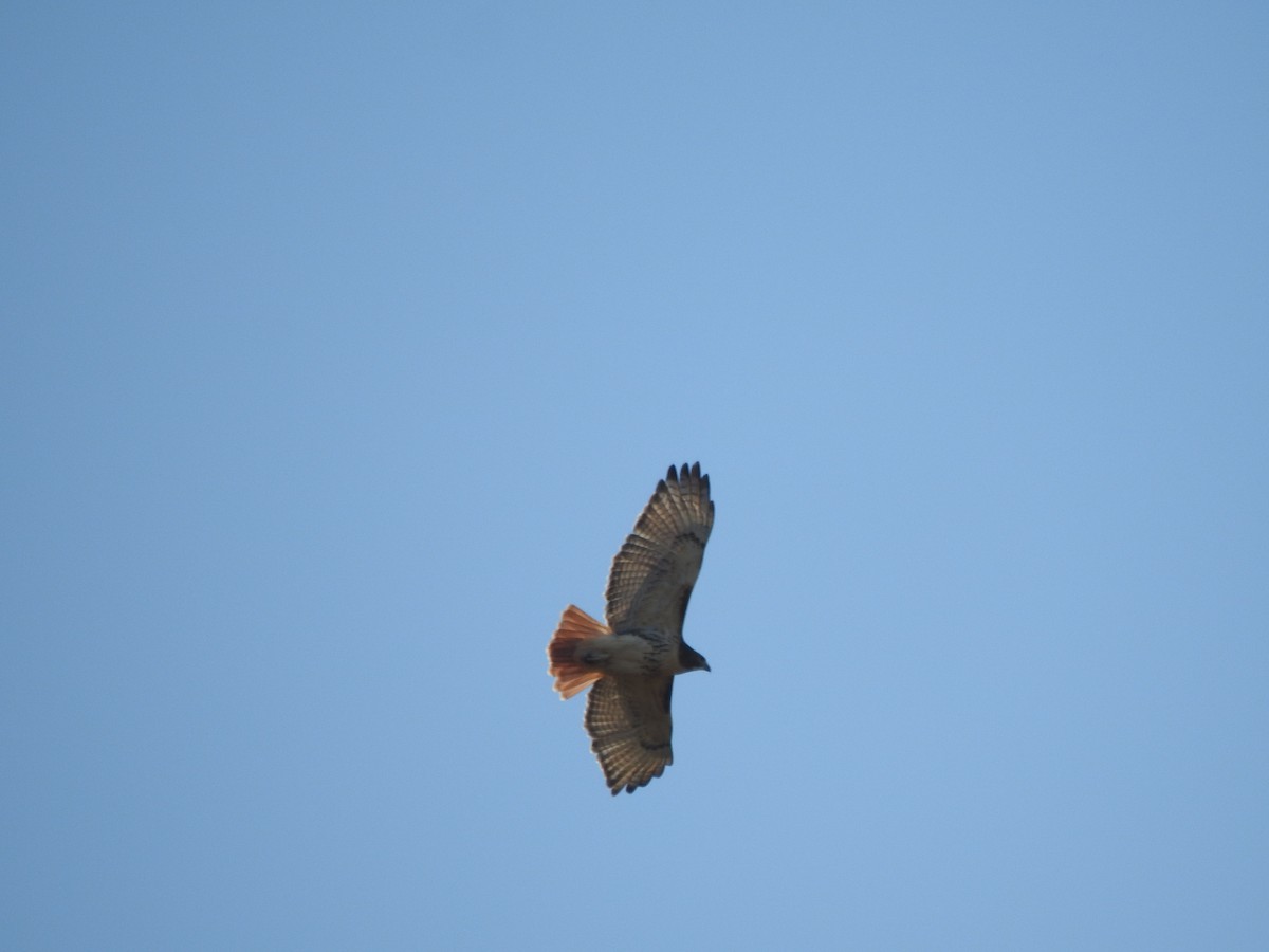 Buse à queue rousse - ML644607833