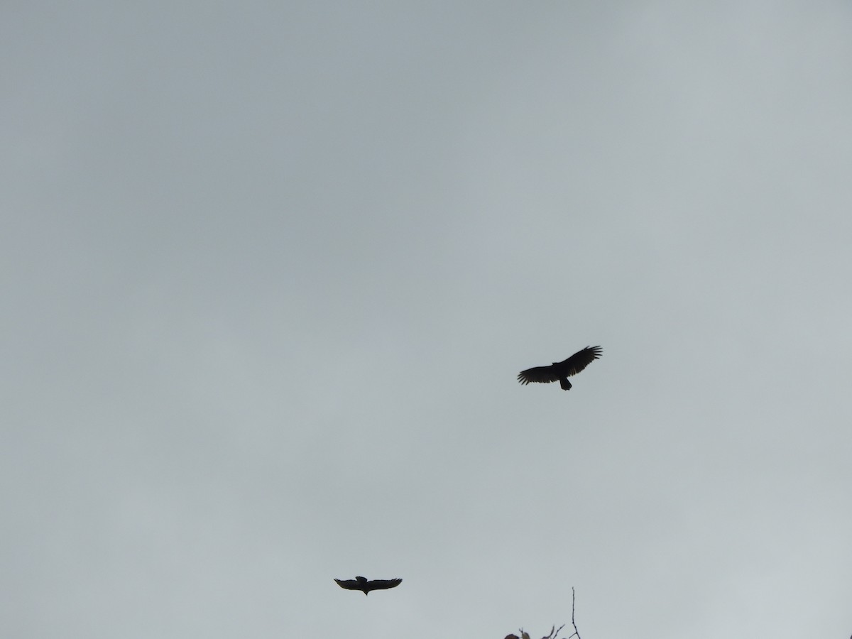 Urubu à tête rouge - ML644607850