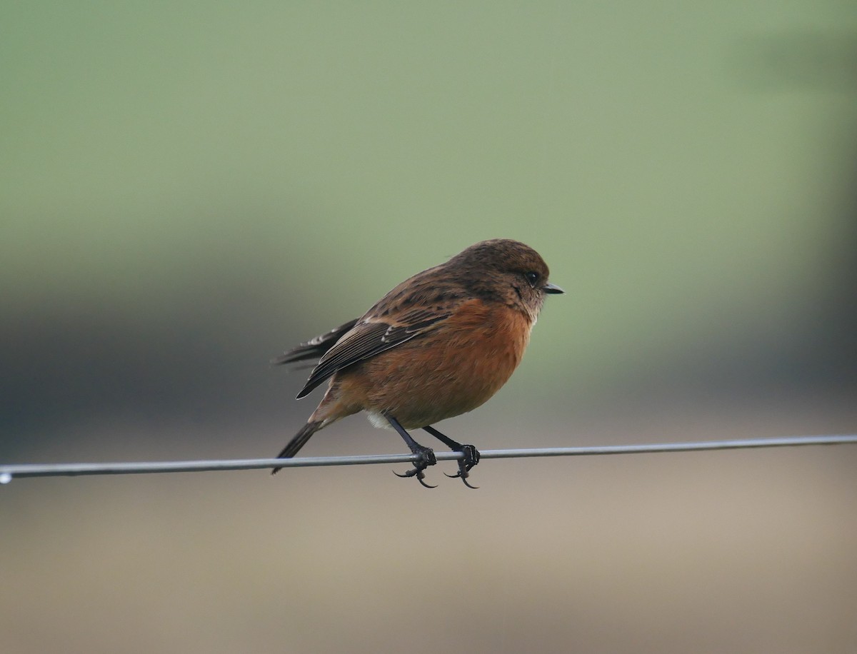 European Stonechat - ML644607852