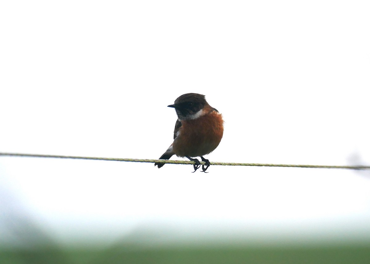 European Stonechat - ML644607853