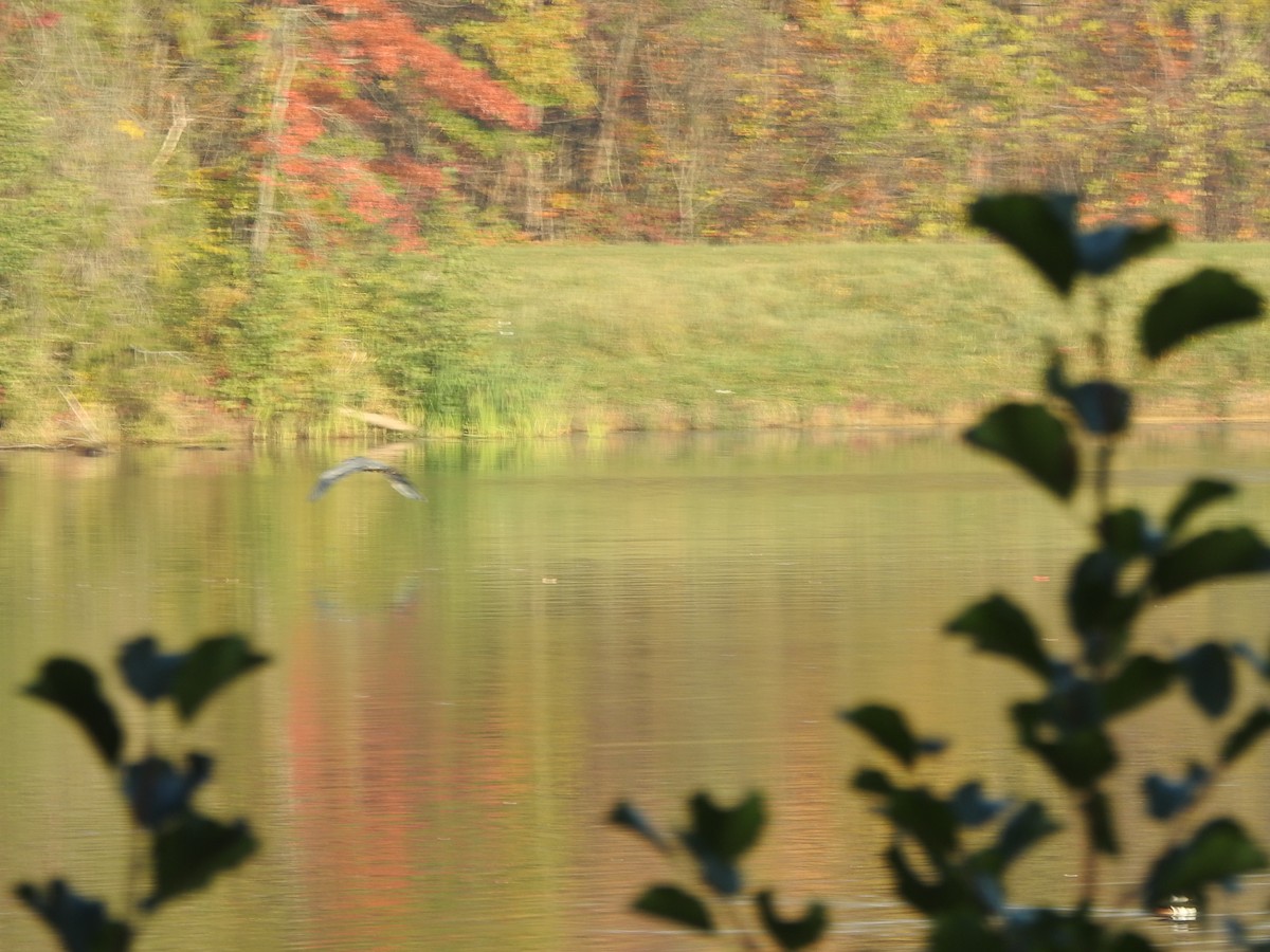 Grand Héron - ML644607865