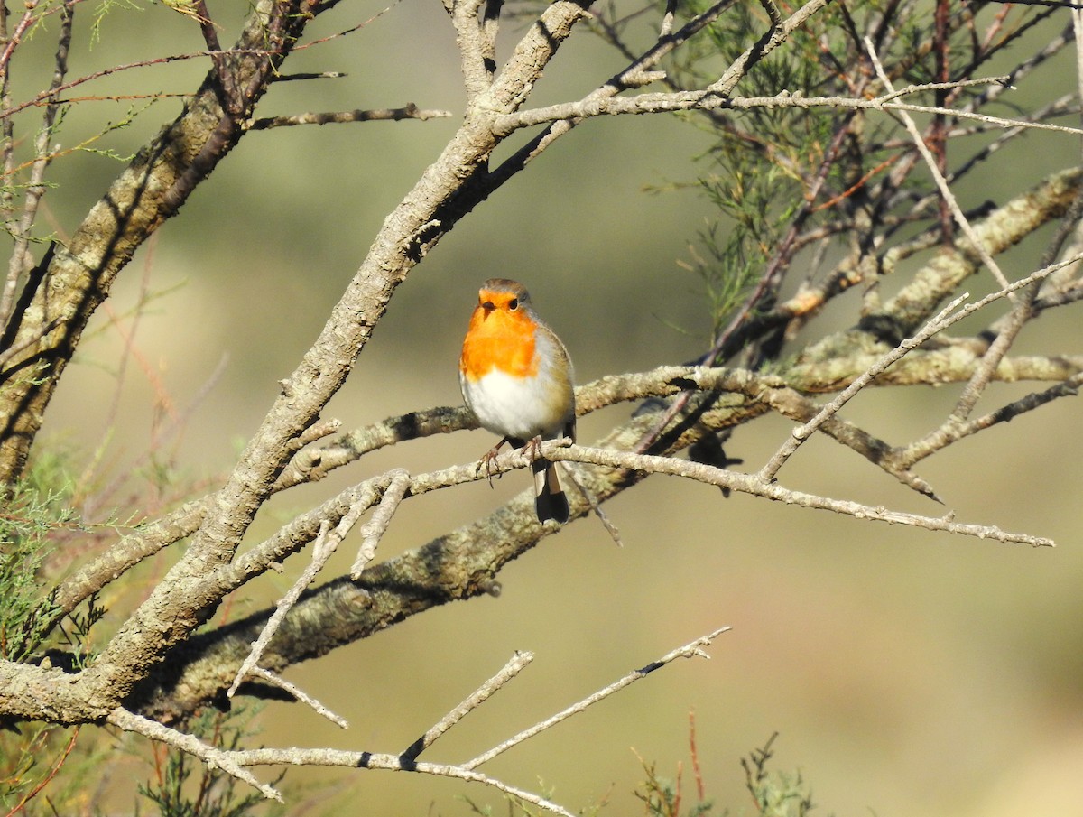 Rotkehlchen - ML644607866