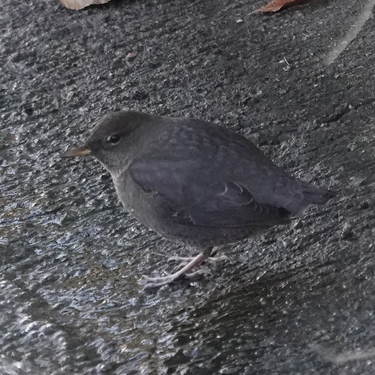 Ur-zozo iparramerikarra - ML644607867