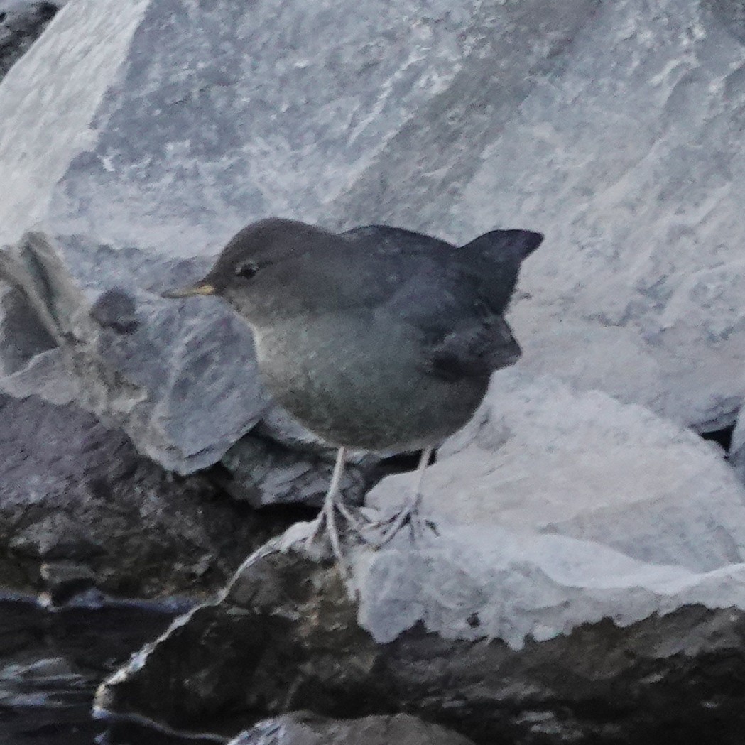 Ur-zozo iparramerikarra - ML644607869