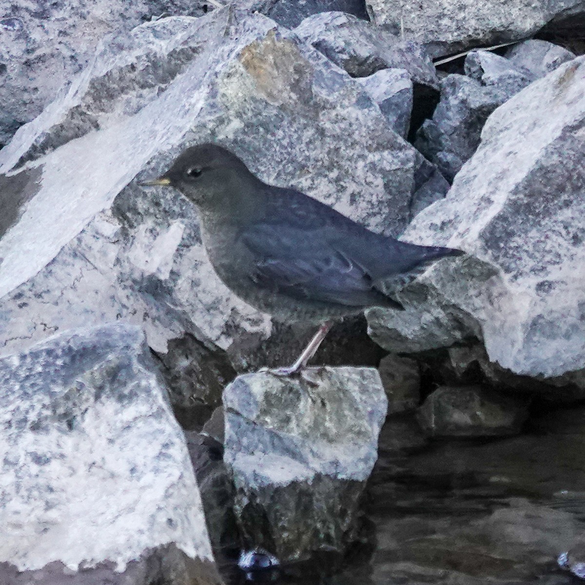 Ur-zozo iparramerikarra - ML644607870