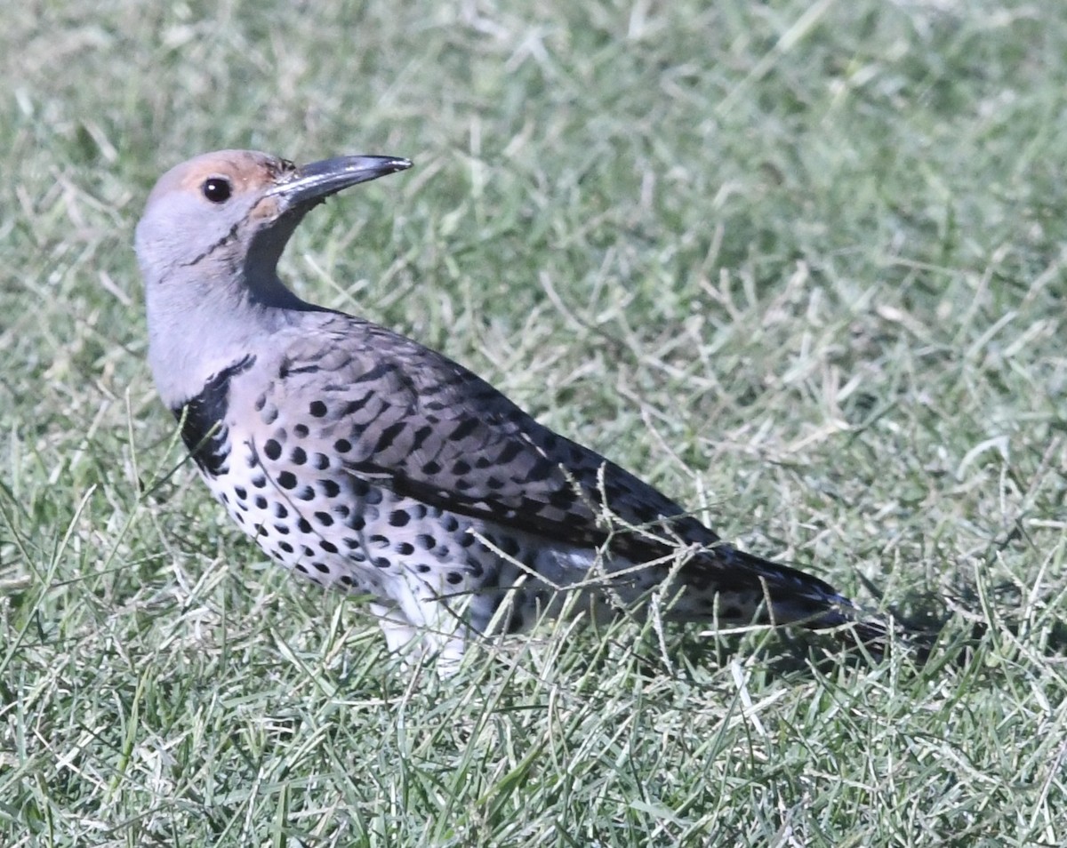 Шилоклювый дятел [группа cafer] - ML644607874