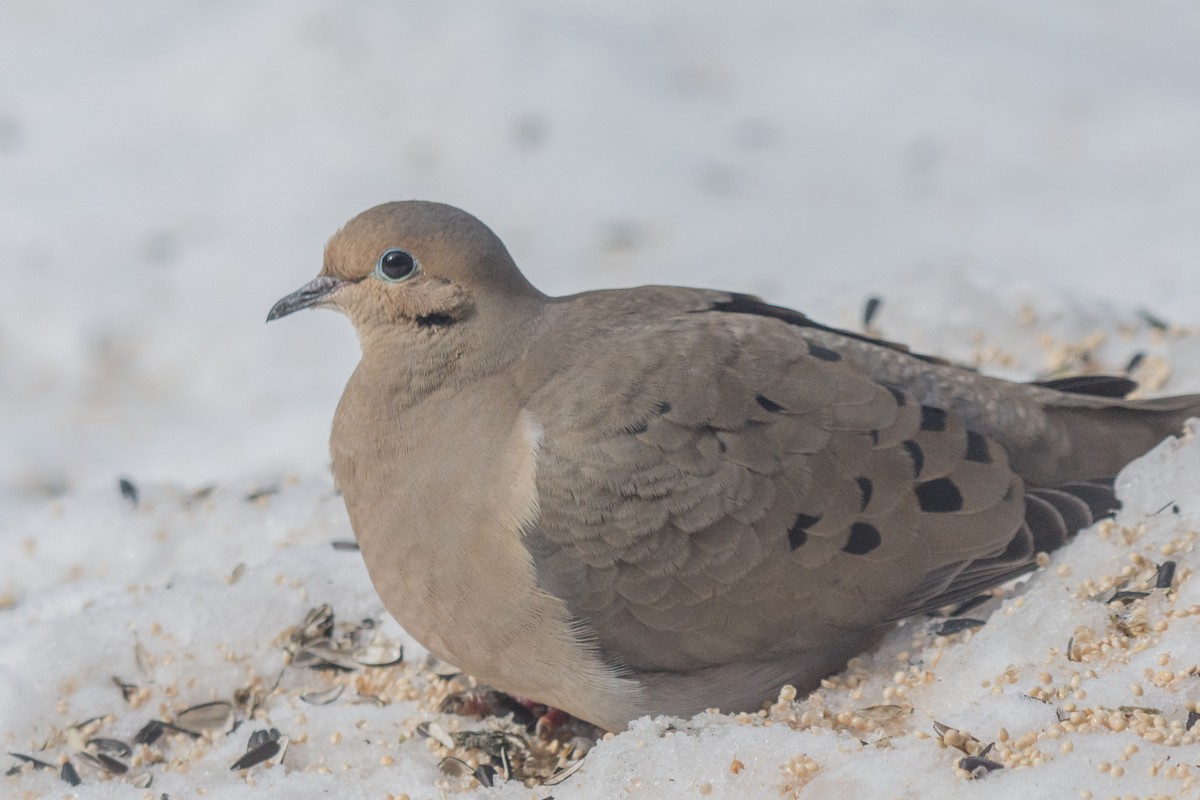 Mourning Dove - ML644607876