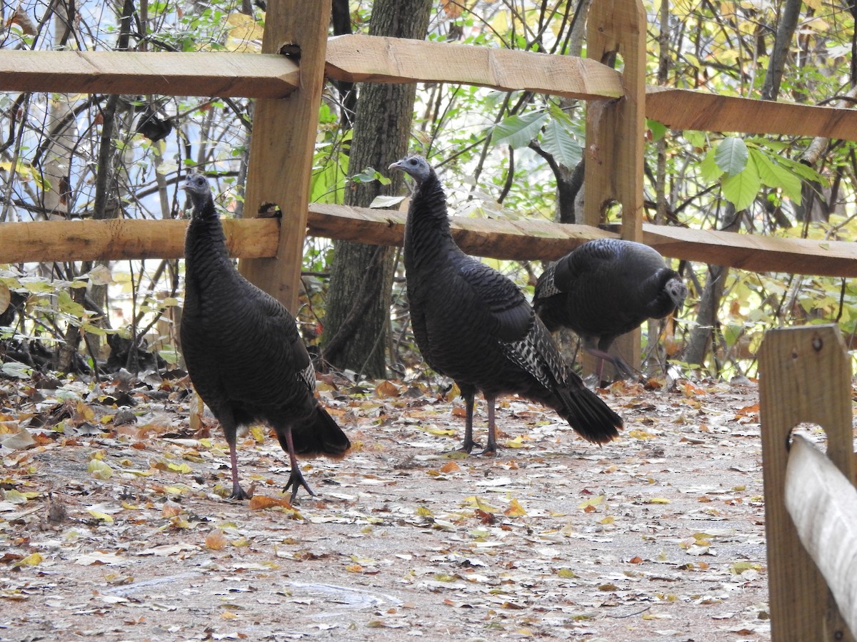 Dindon sauvage - ML644607880