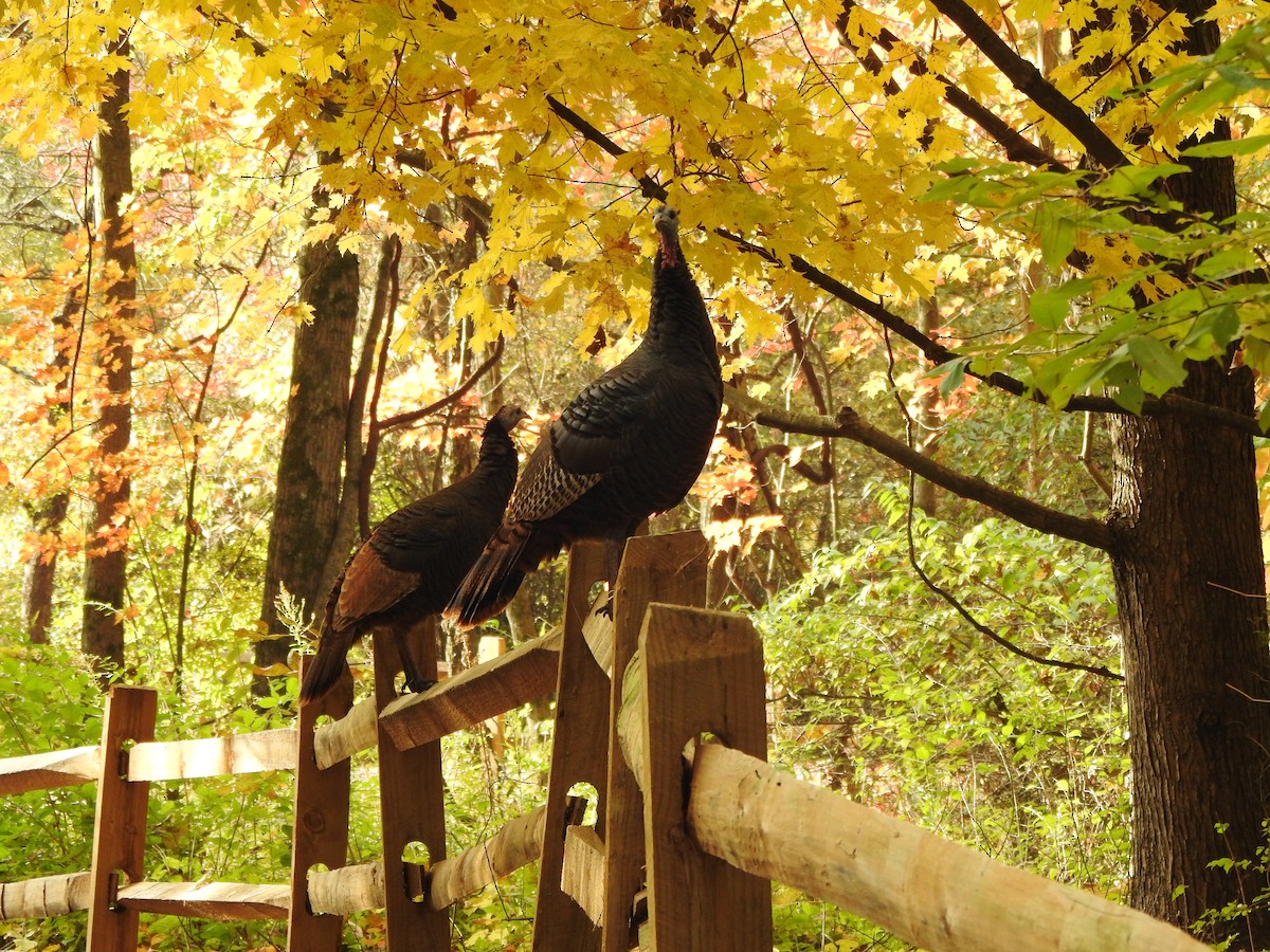 Dindon sauvage - ML644607881