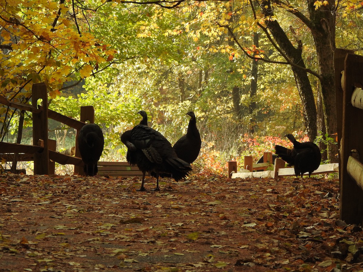 Dindon sauvage - ML644607882