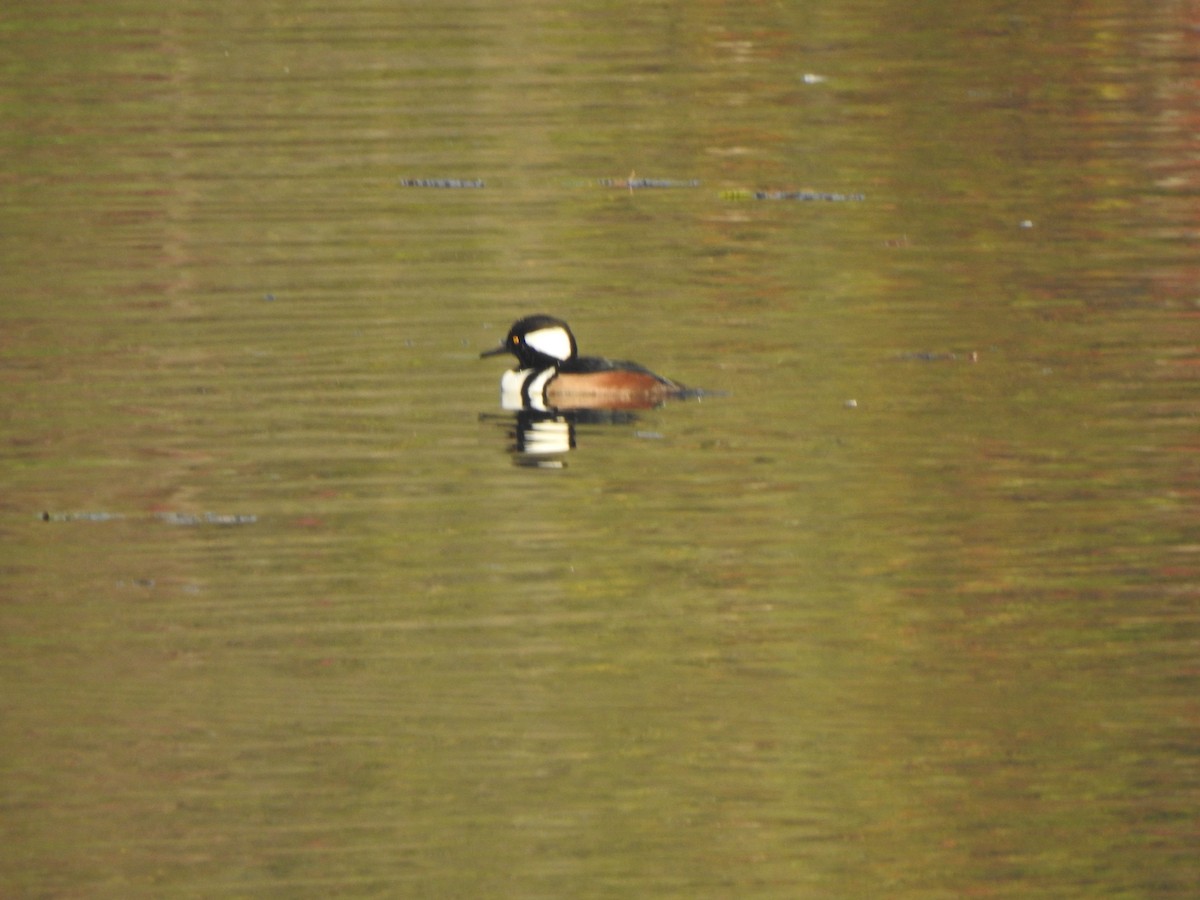 Harle couronné - ML644607889