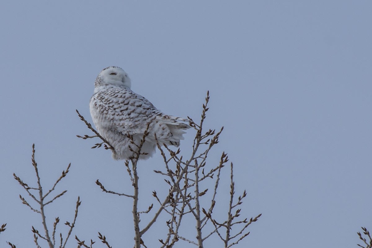 Цэвдгийн ууль - ML644607890