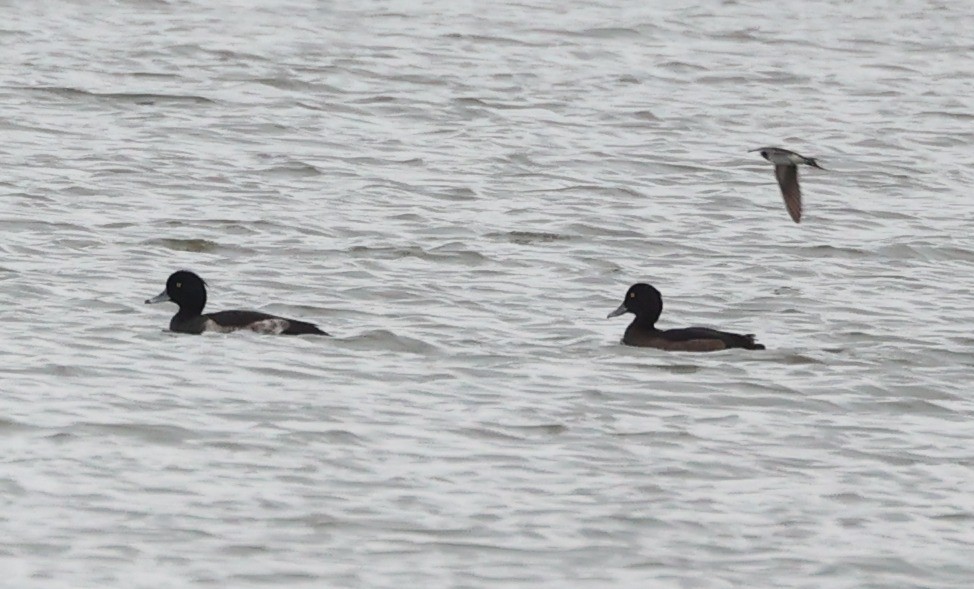 Гэзэгт шумбуур - ML644607892