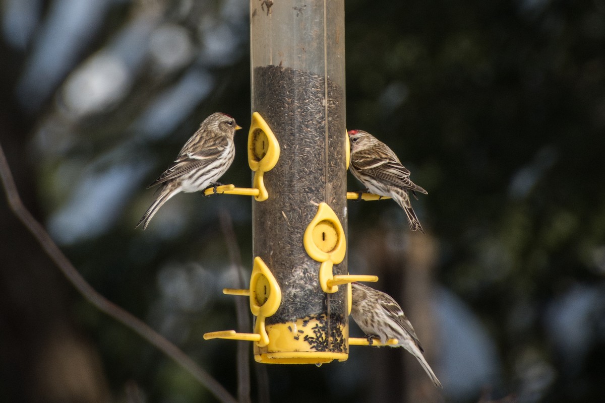 Дөлөн цэгцүүхэй - ML644607895