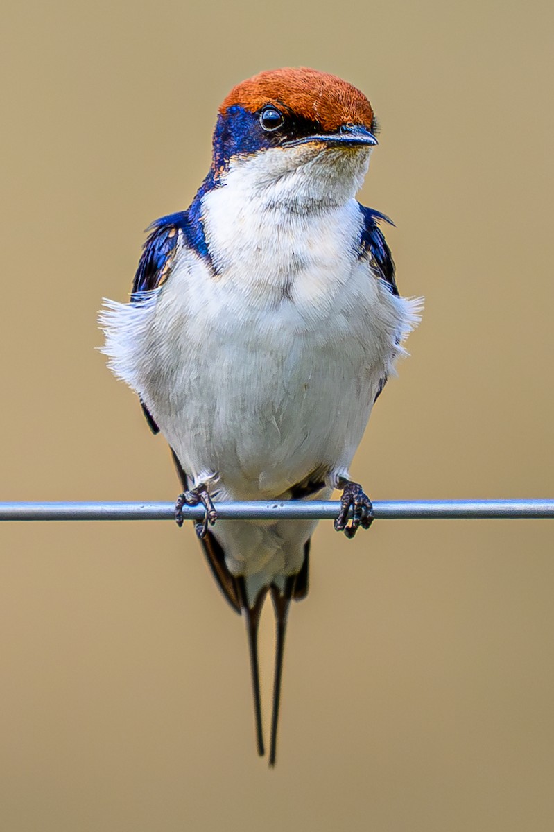 trådstjertsvale - ML644607897