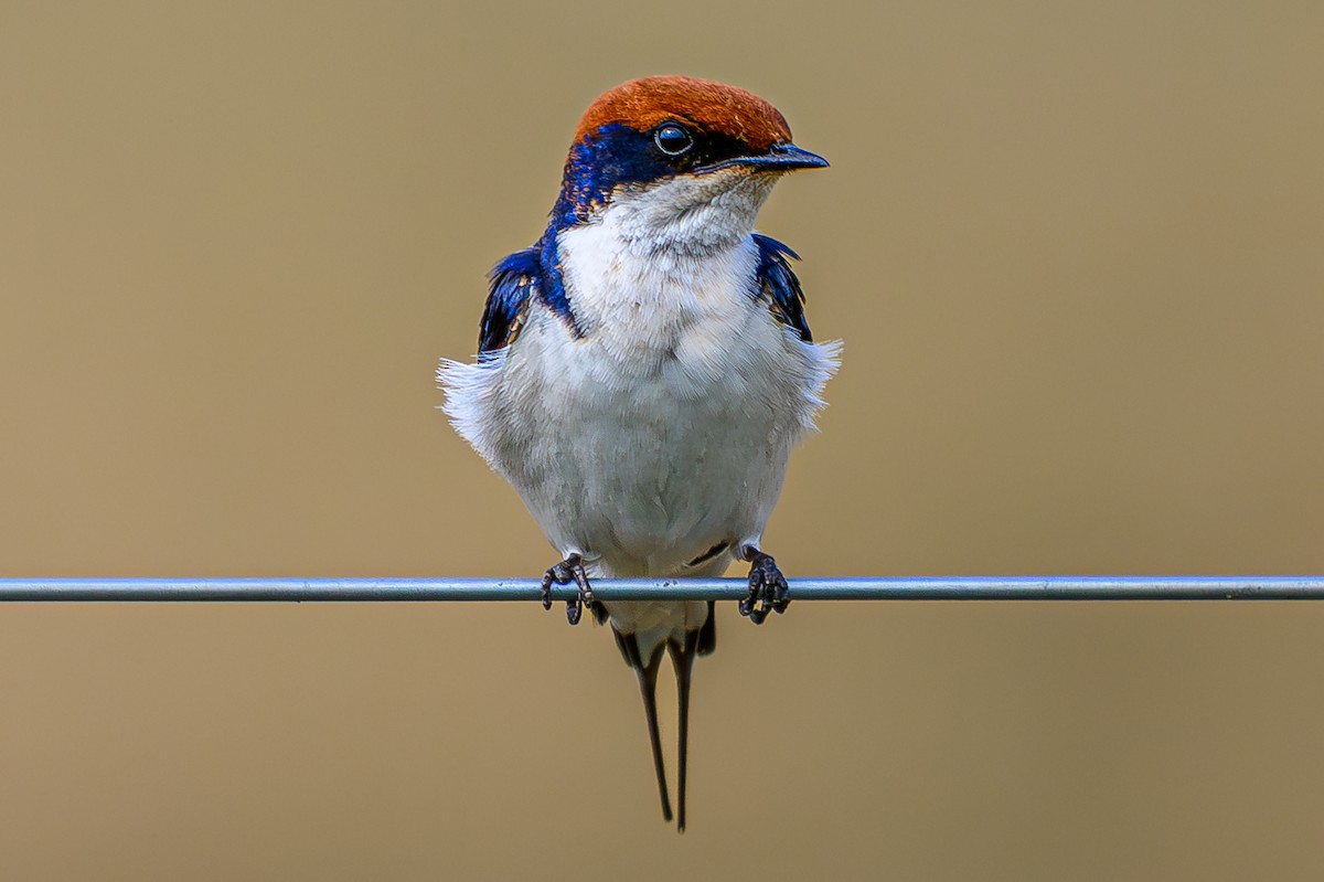 trådstjertsvale - ML644607898