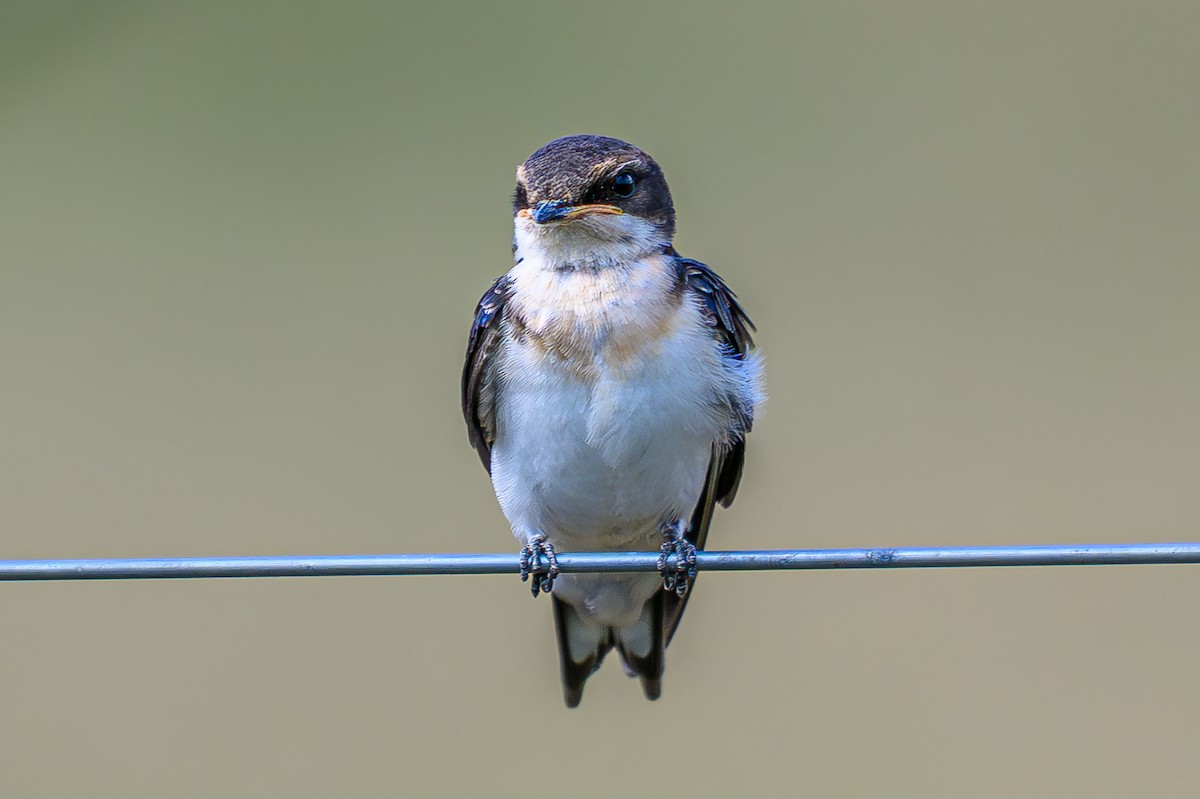 trådstjertsvale - ML644607899