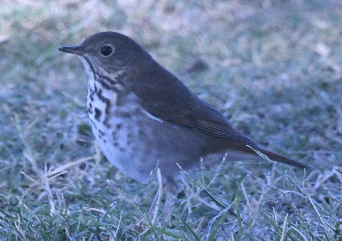 Tordo di Pallas - ML644607904