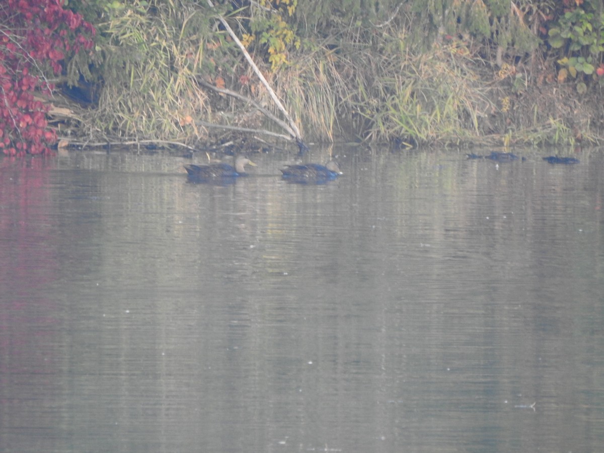 Canard noir - ML644607910