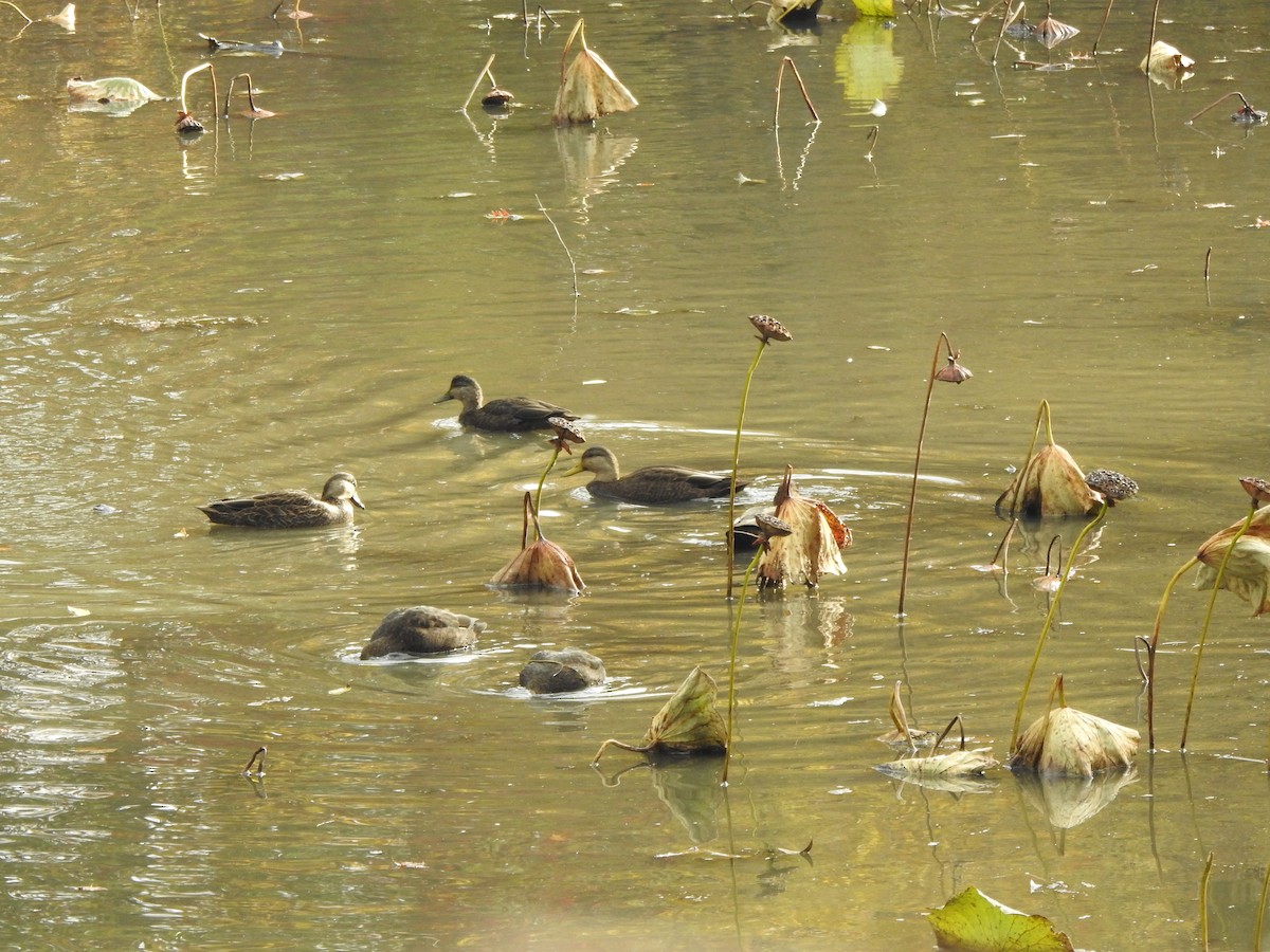 Canard noir - ML644607911