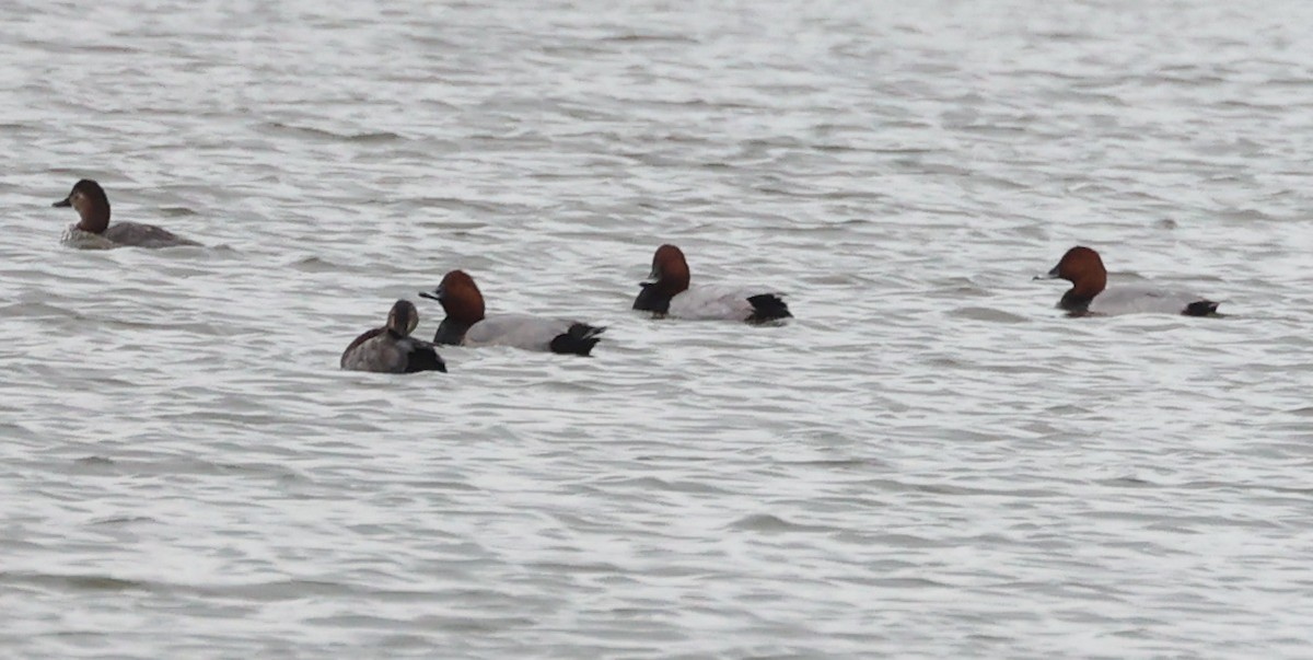 Улаан хүзүүт шумбуур - ML644607914