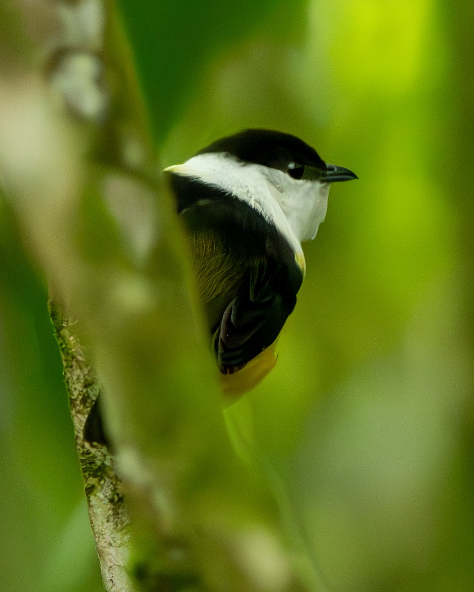 White-collared Manakin - ML644607915