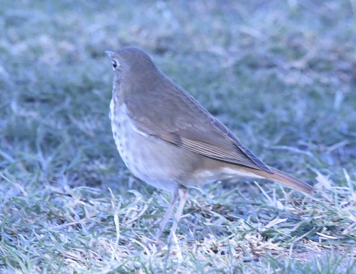 Tordo di Pallas - ML644607916