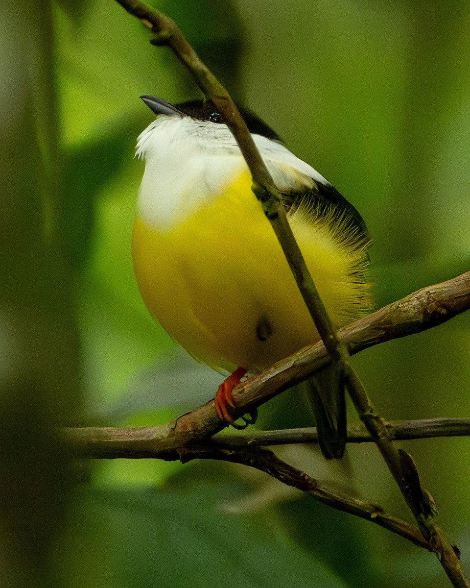 White-collared Manakin - ML644607917