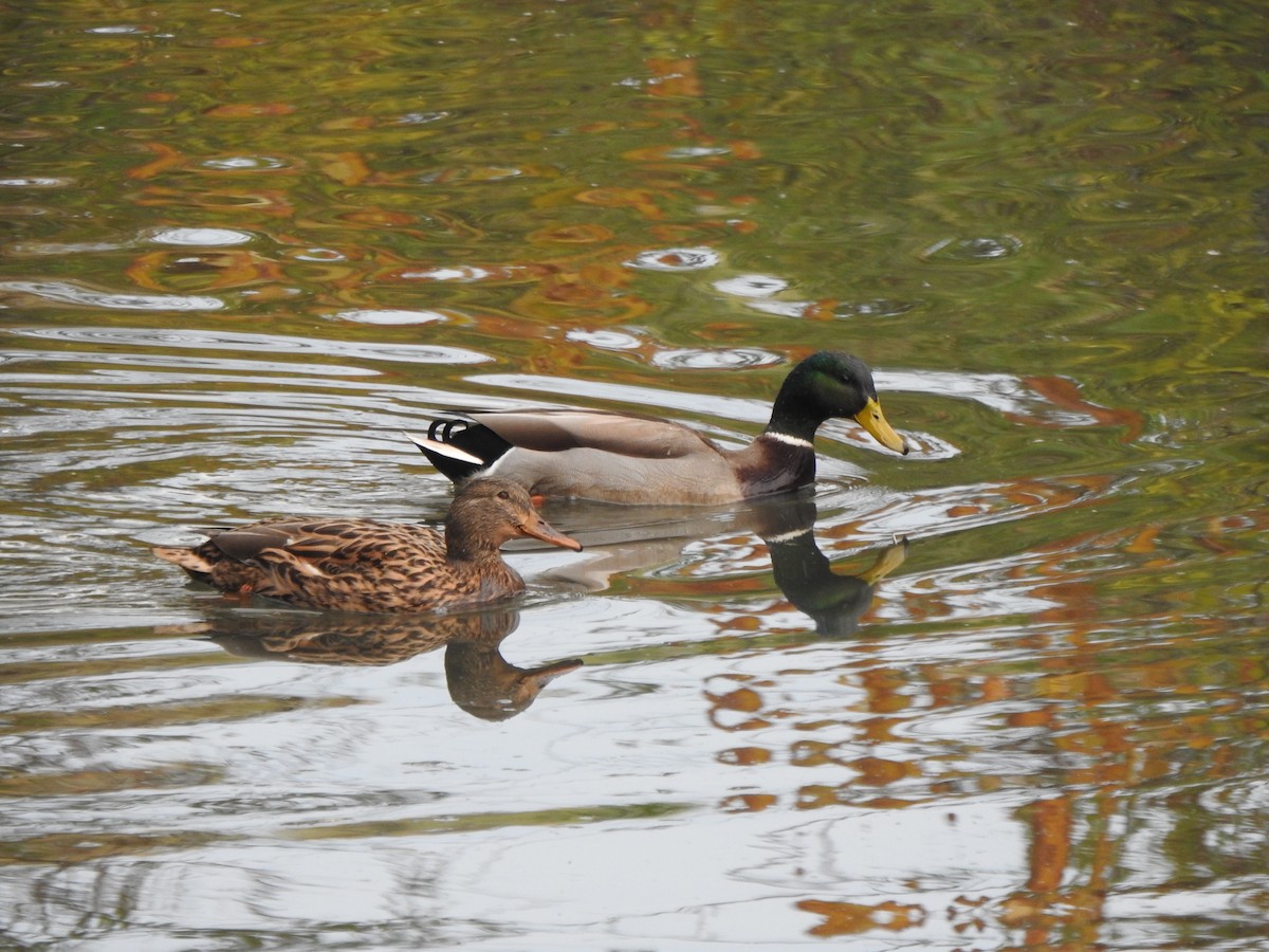 Mallard - ML644607920