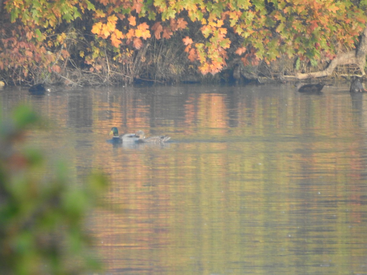 Mallard - ML644607921