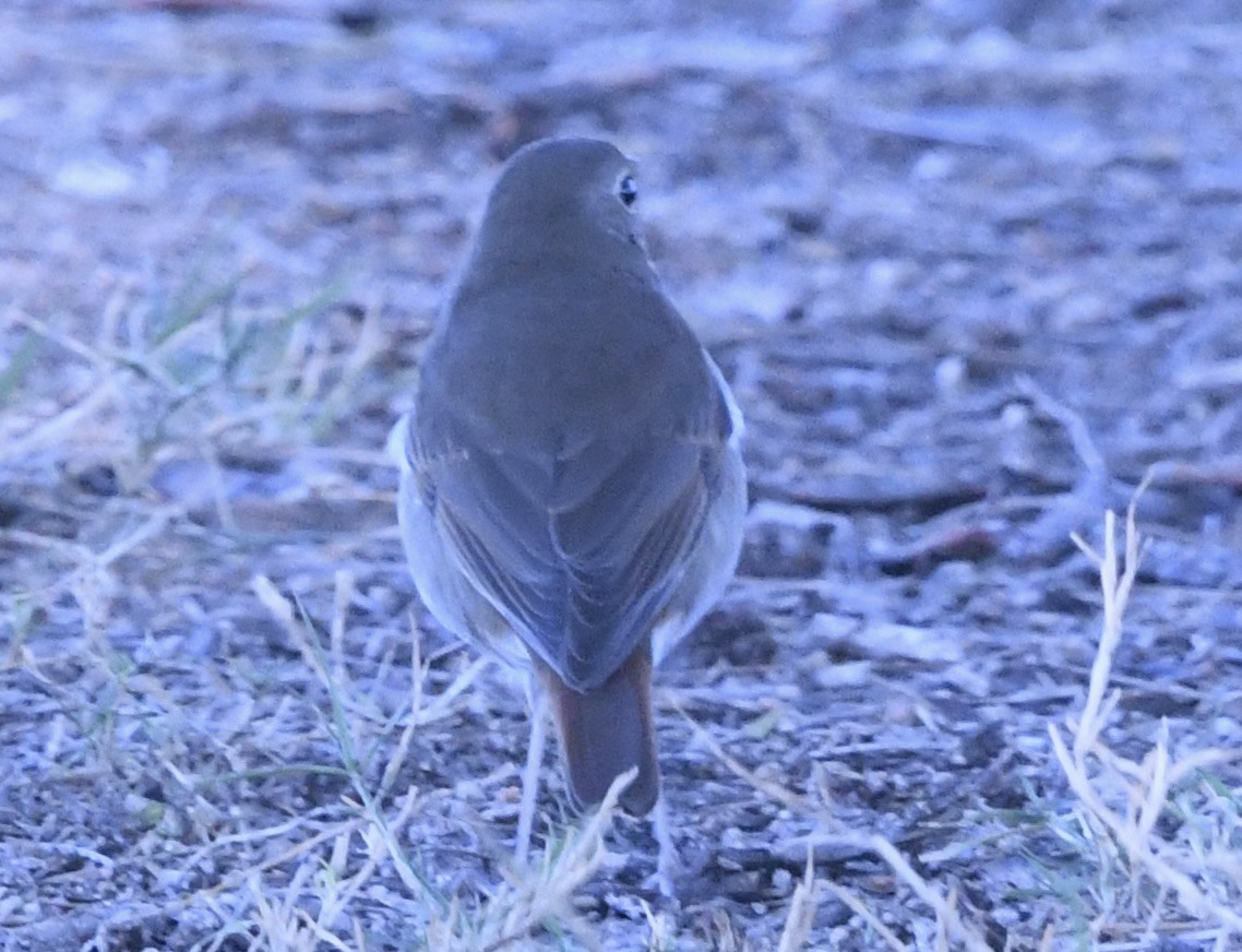 Tordo di Pallas - ML644607927