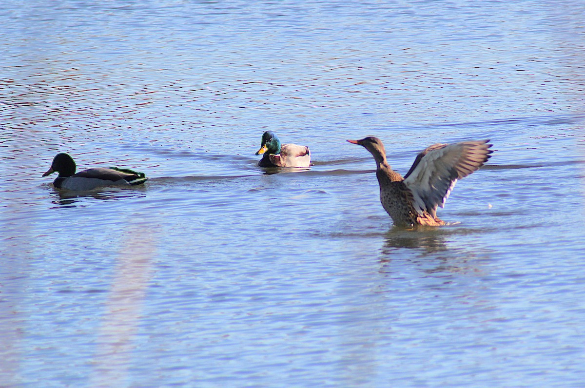 Mallard - ML644607928