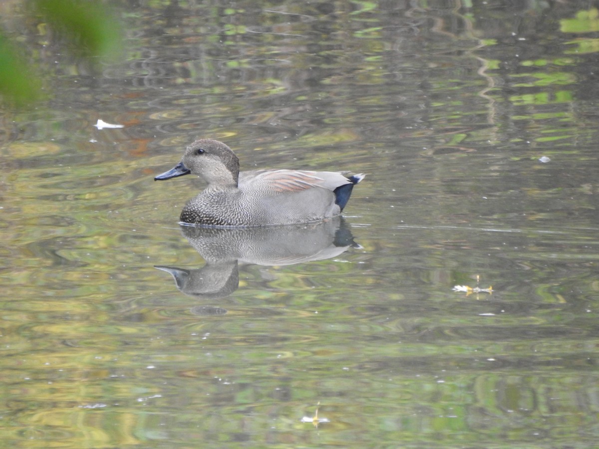 Canard chipeau - ML644607932