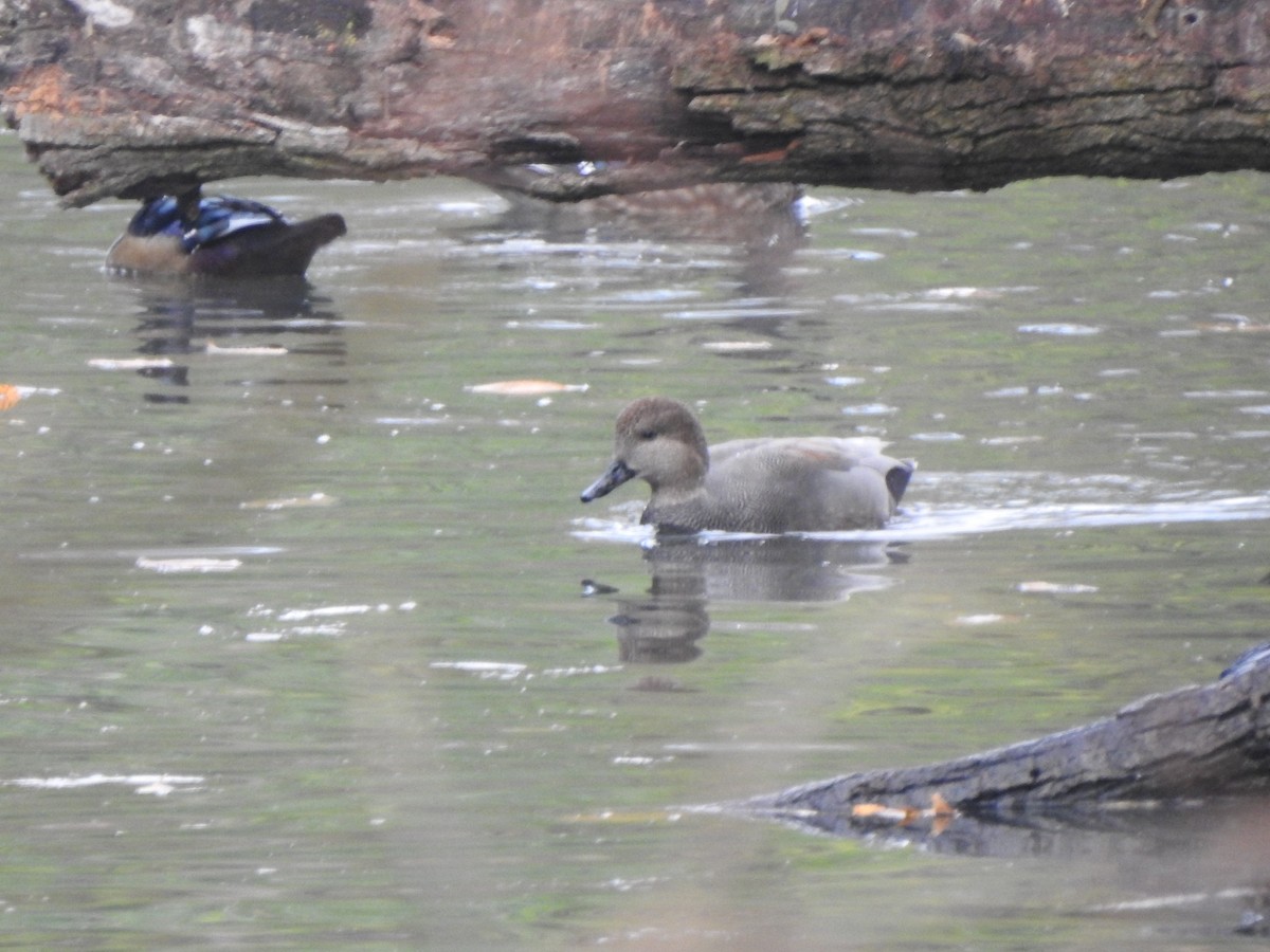 Canard chipeau - ML644607933