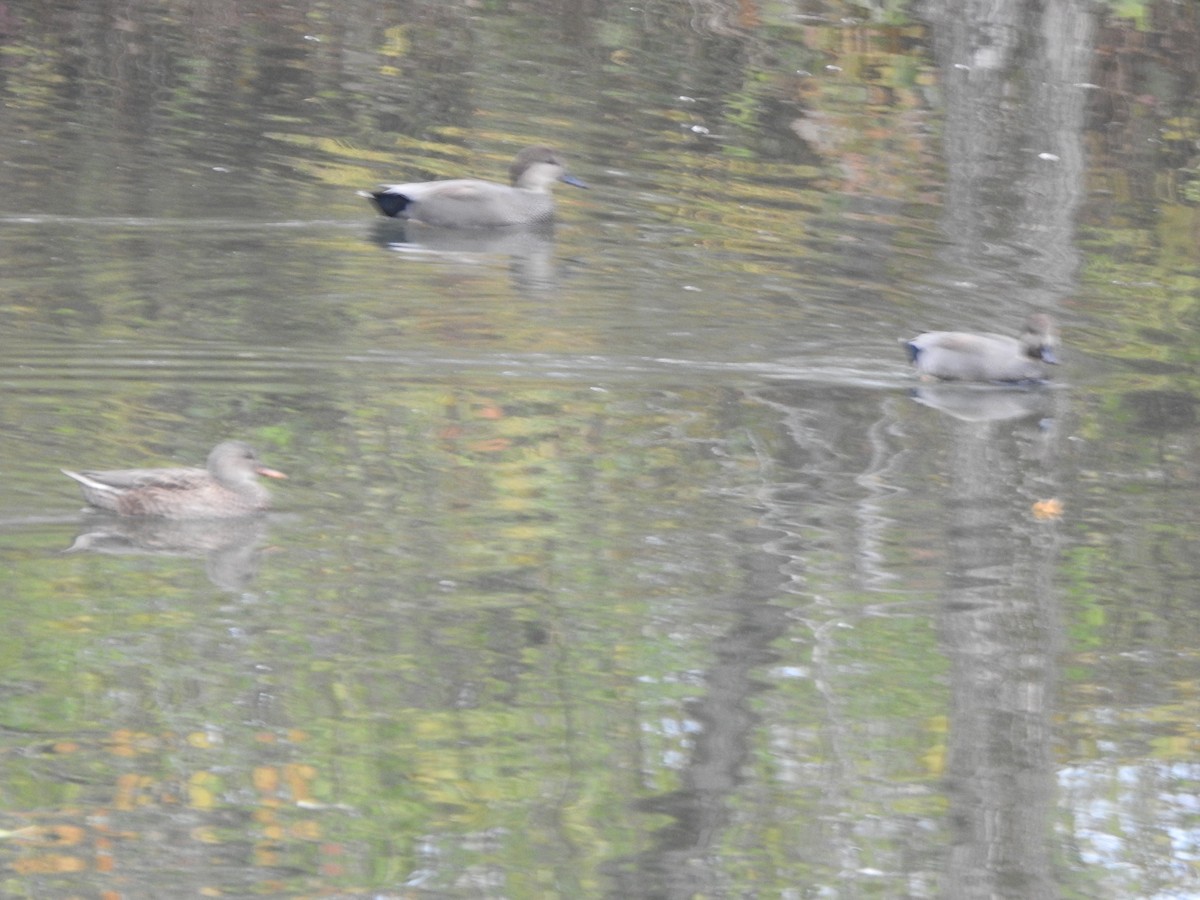 Canard chipeau - ML644607935