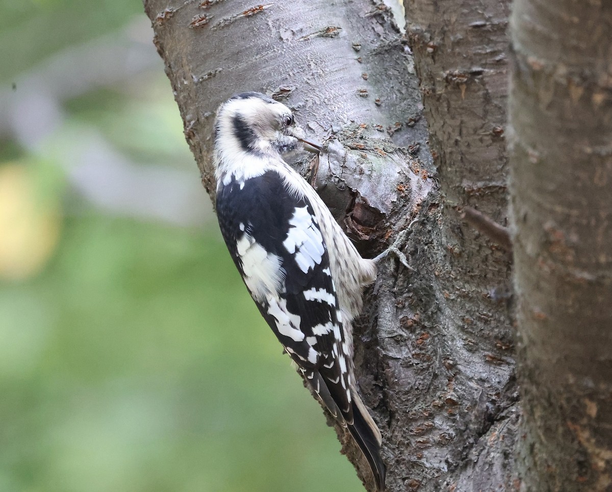 Gray-capped Pygmy Woodpecker - ML644607940