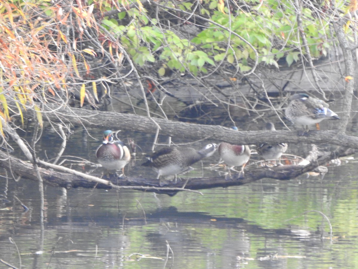 Canard branchu - ML644607946