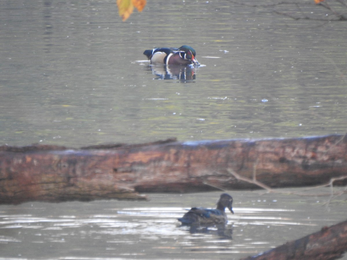 Canard branchu - ML644607947