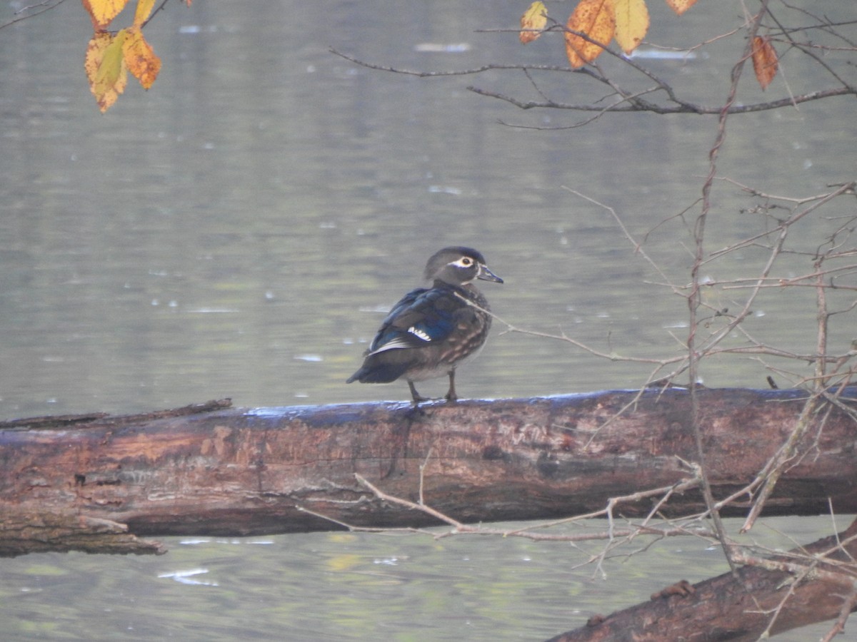 Canard branchu - ML644607948