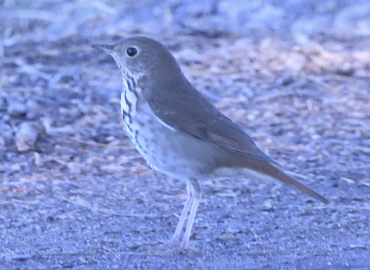 Tordo di Pallas - ML644607951