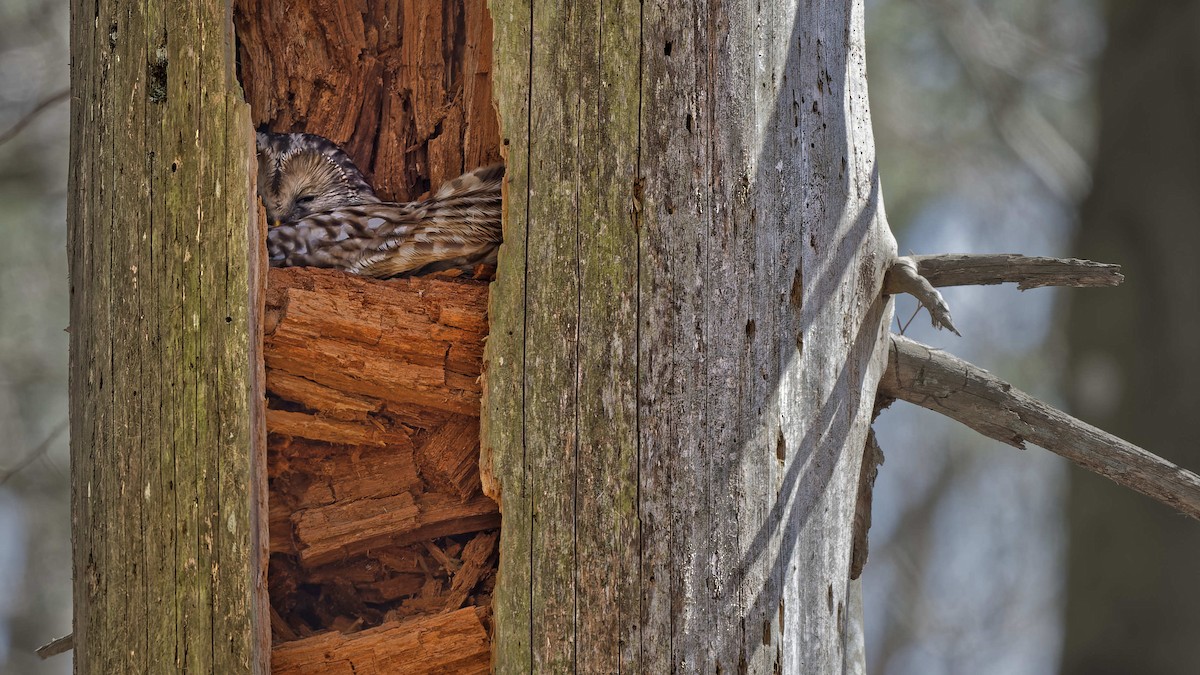 Allocco degli Urali - ML644607955