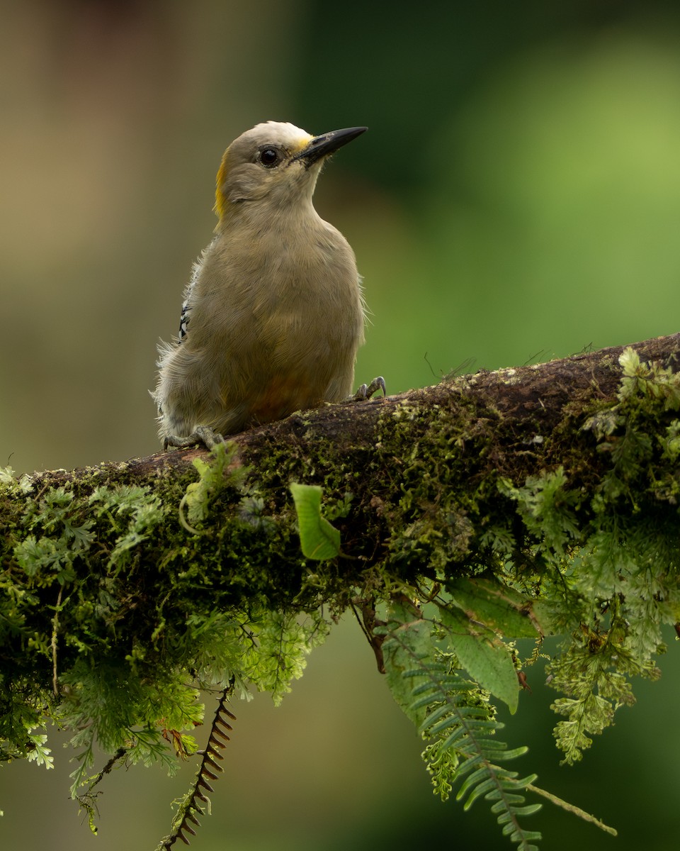 Hoffmannspecht - ML644607961