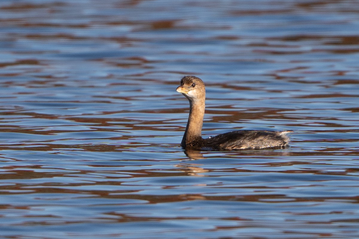 Bindentaucher - ML644607963