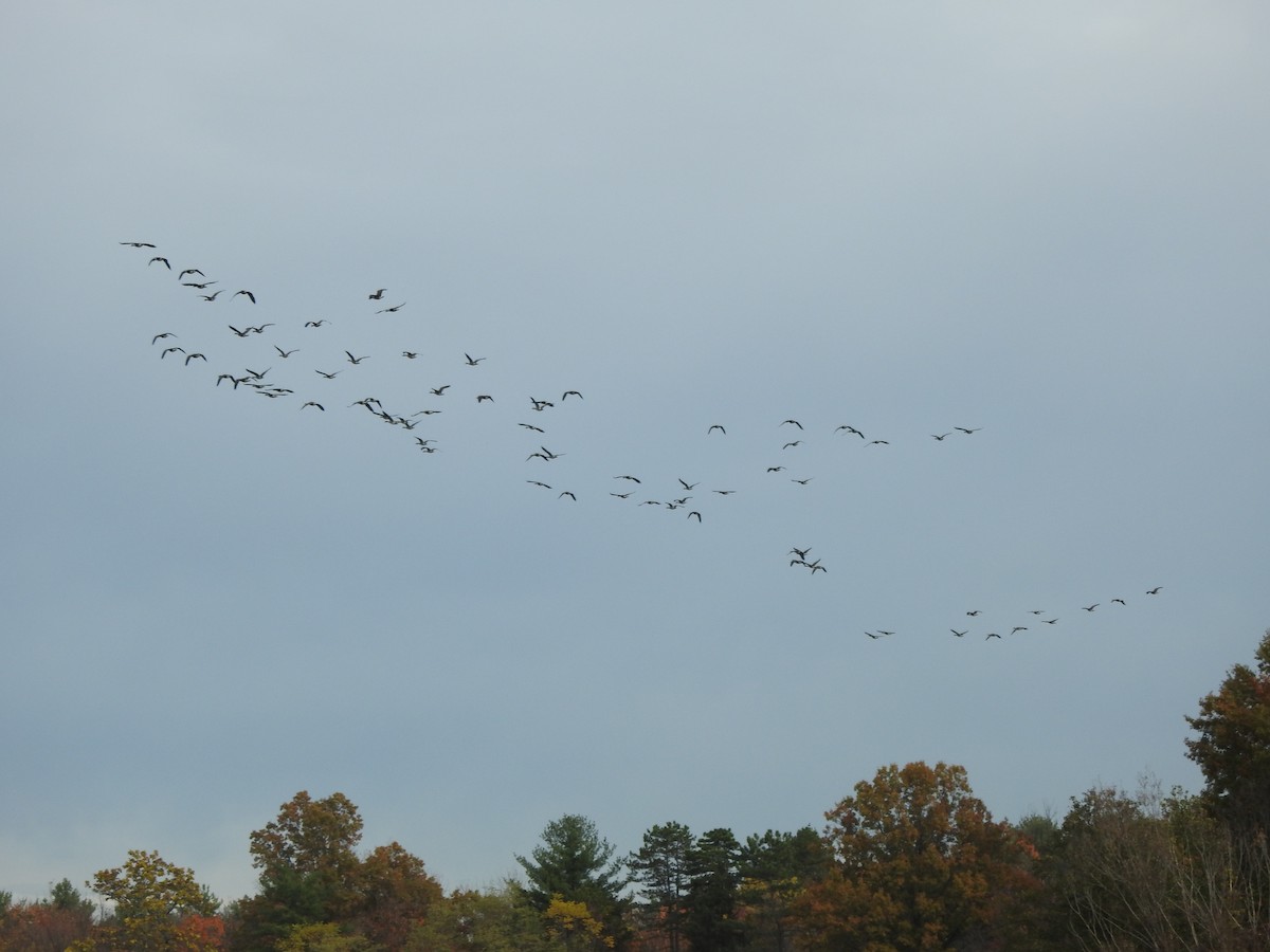 Kanadagans - ML644607964